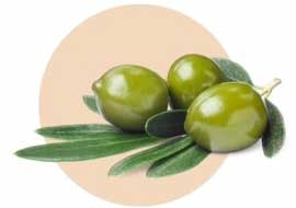 Premium Organic Olive Oil