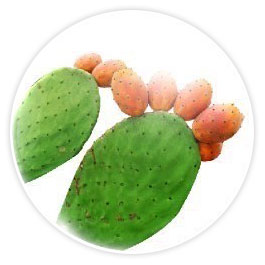 iCon Face Universal Sunscreen SPF 50+ PA++++ ครีมกันแดด ไอคอน เฟส - กระบองเพชรมะเดื่อ (Opuntia Ficus-indica Extract)